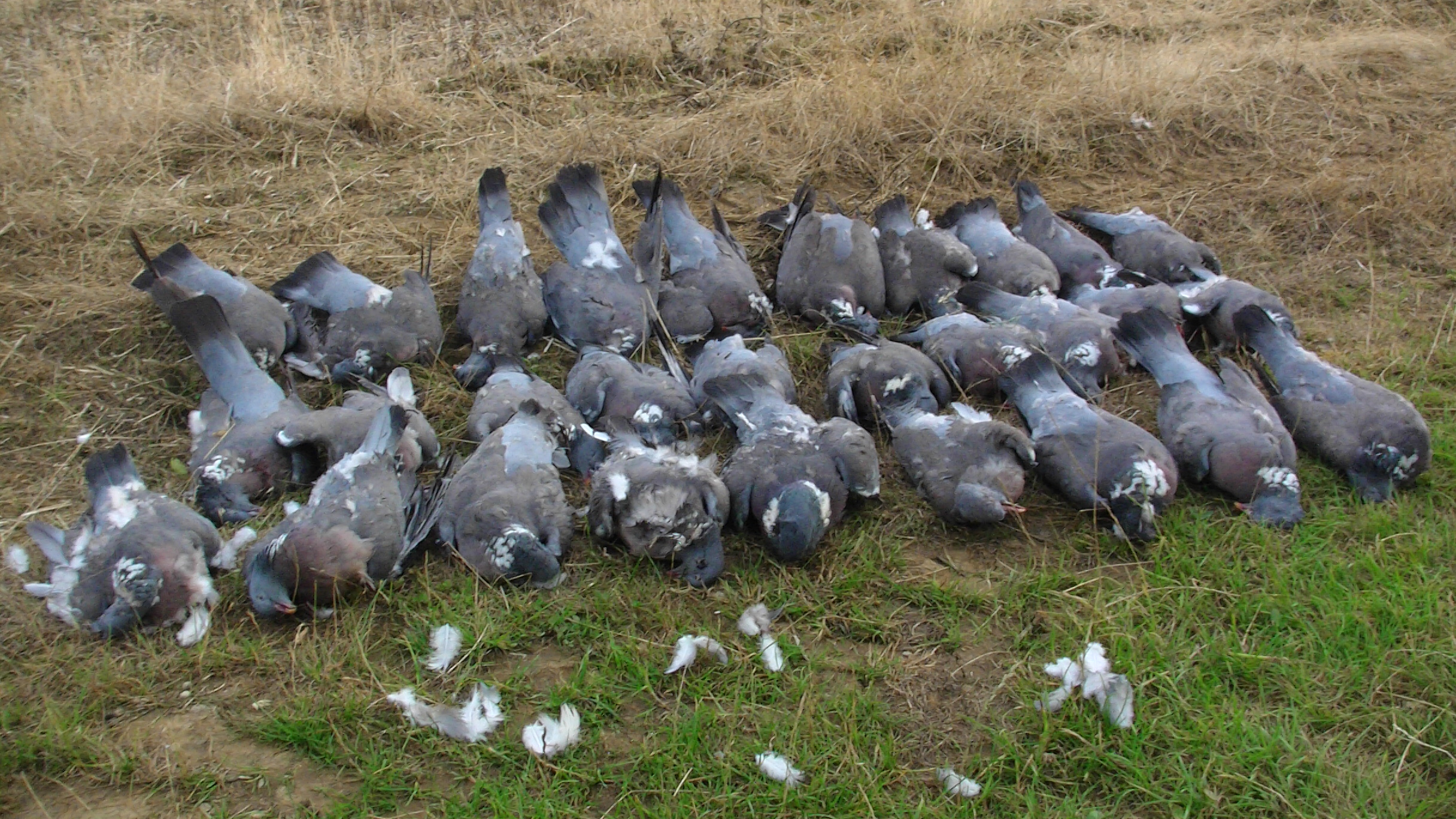 Shoot Details Wood Pigeon Hunting